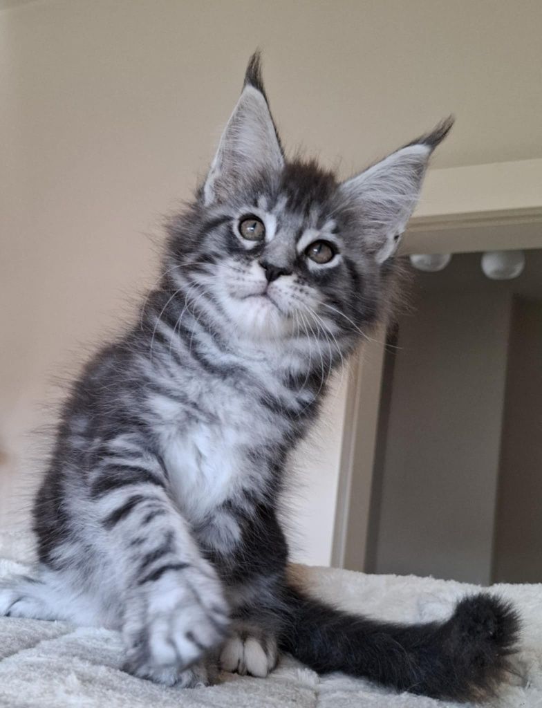 Srebrzysta Maine Coon - będzie duża :-)