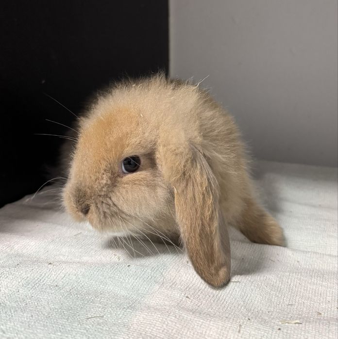 Coelhos anões (orelhudos)