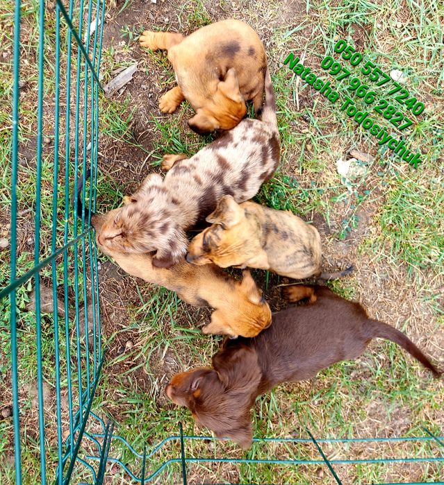 Тигрова дівчинка, та багато інших