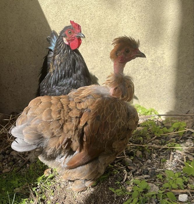 Galo miniatura com duas cocós