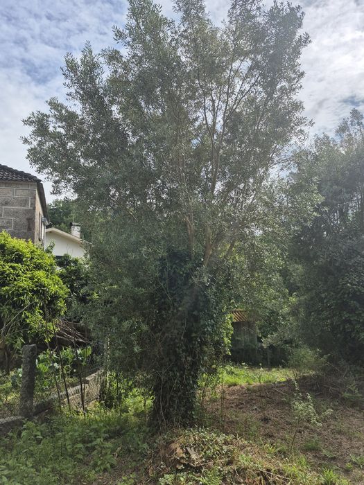 3 oliveiras Centenárias