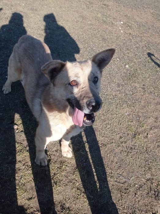 Pokochaj cudownego Astona