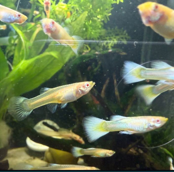 Gupiki White Platinum. PARA