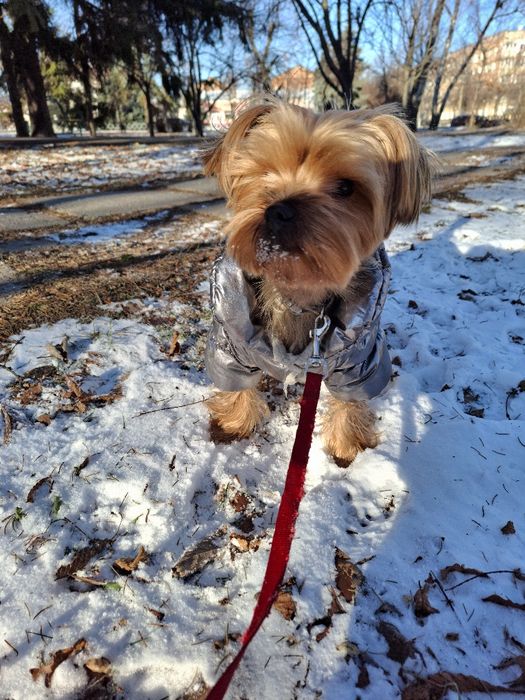 Вязка йорк хлопчик