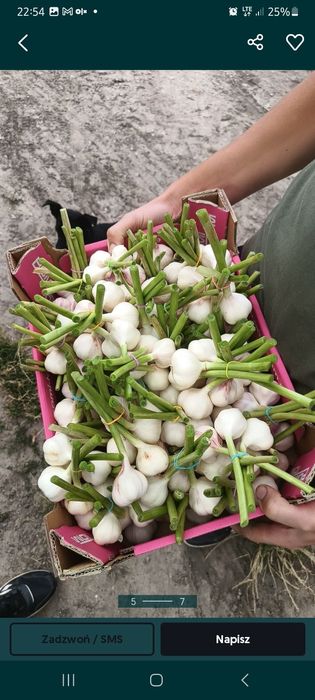 Czosnek jary wiosenny odmiany Jarus od rolnika bez żadnych pestycydów