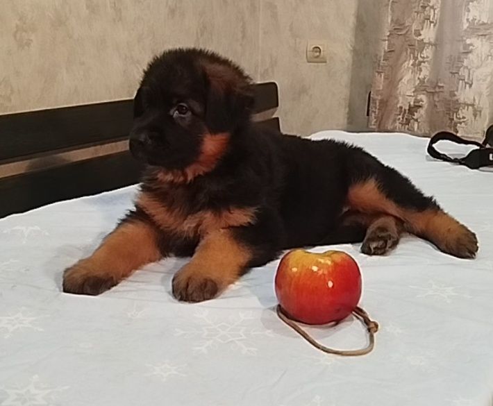 Довгошерстні цуценята німецької вівчарки