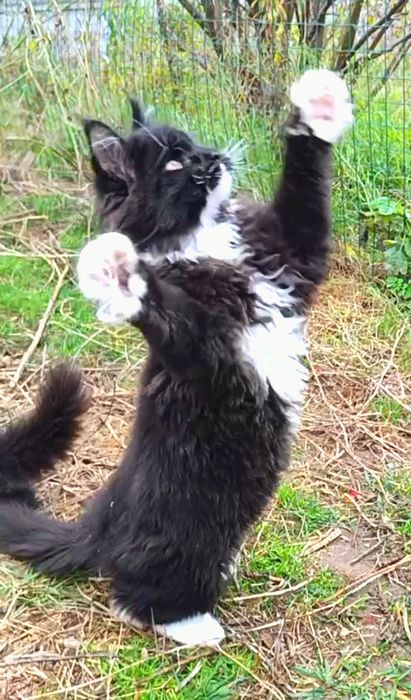 Мейн-Кун, хлопчики