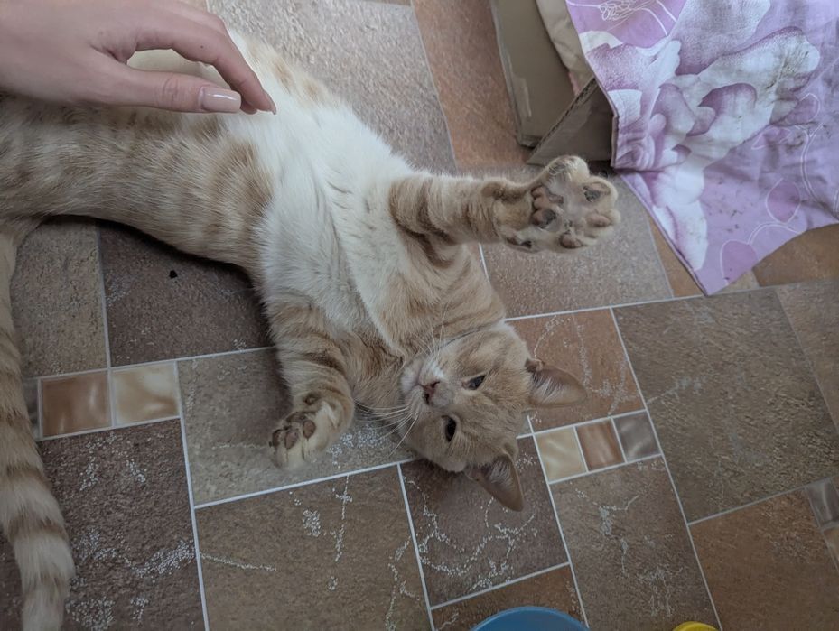 Отдам котика в хорошие руки