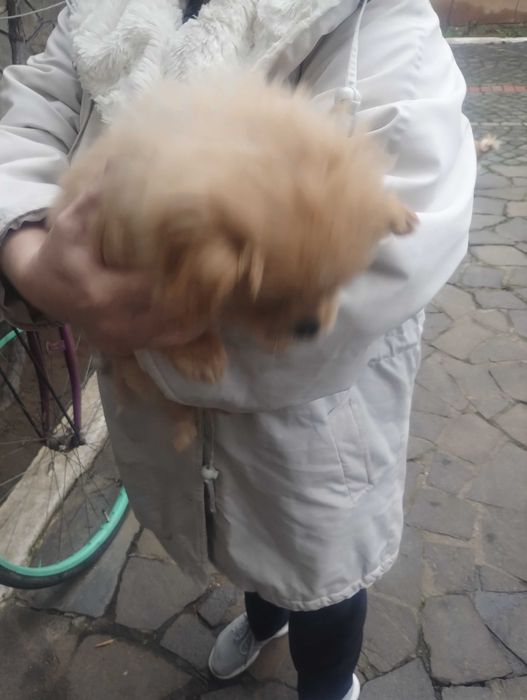 Продам цуценя породи пікінес