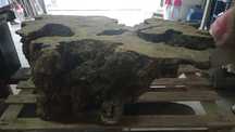 Tronco de madeira de oliveira