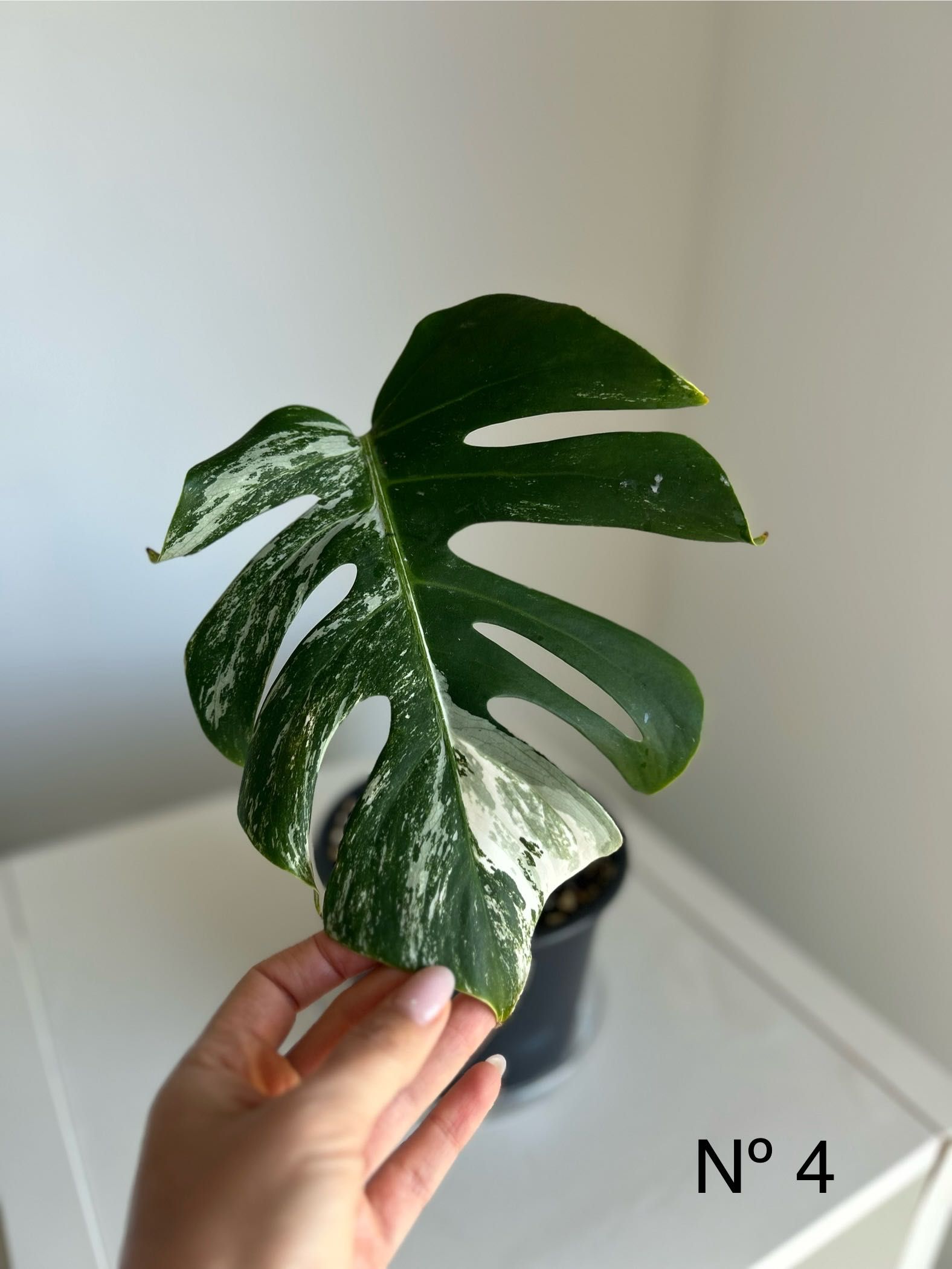 Monstera ALBO VARIEGATA (vendo 2 plantas diferentes)