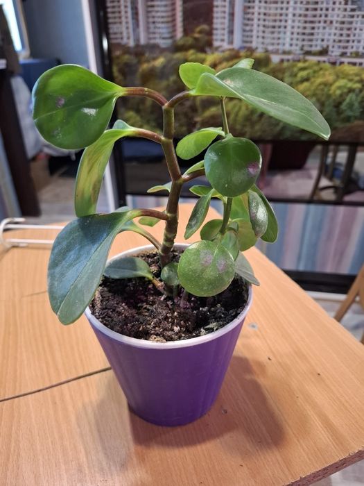 пеперомия в горшке