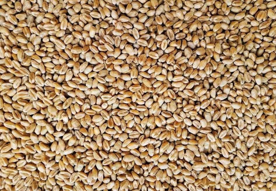 Pszenica i owies w workach.