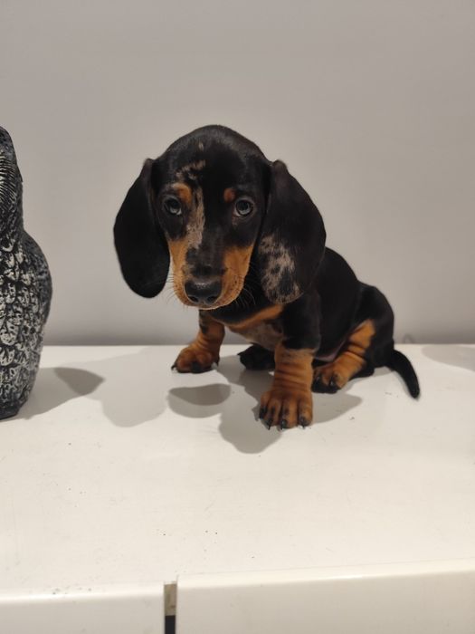 Jamnik krótkowłosy suczka