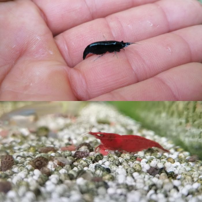 Camarões neocaridinas