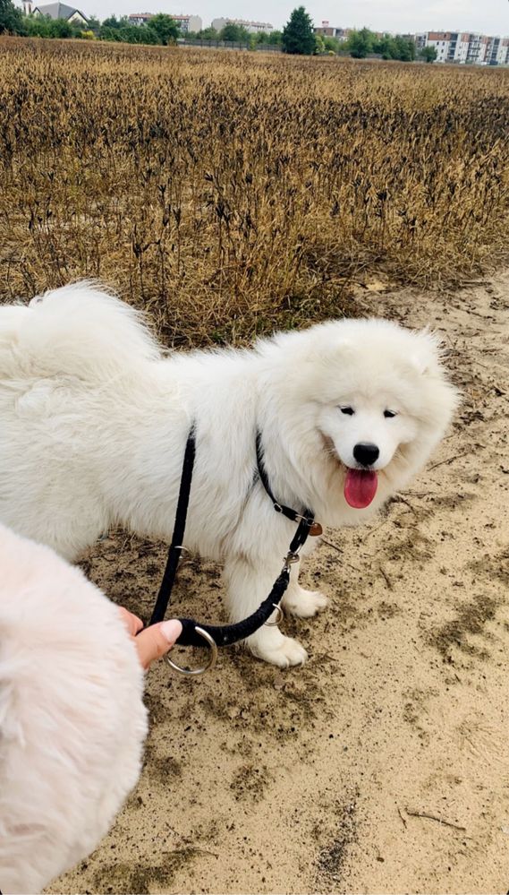 Samoyed / Reproduktor