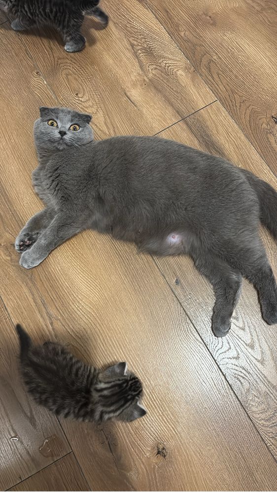 kocięta  Scottish Fold / Scottish Straight 2kotki i 3 kocurki!