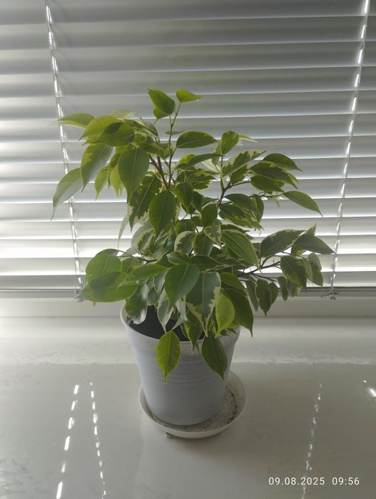 Фикус , Аглаонема,Сансевиерия