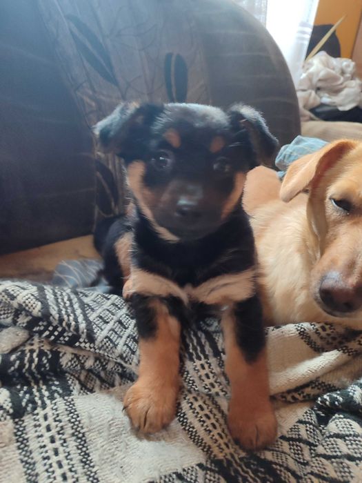 Księżniczka szuka domu