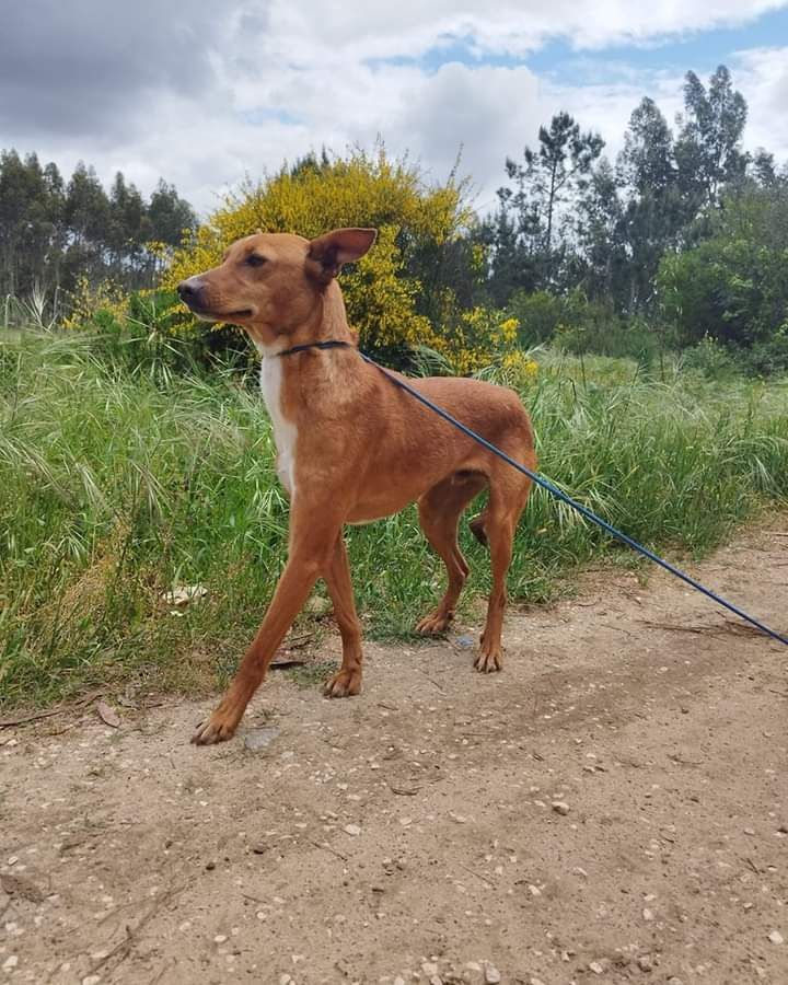 Tico- cachorro jovem para adoção