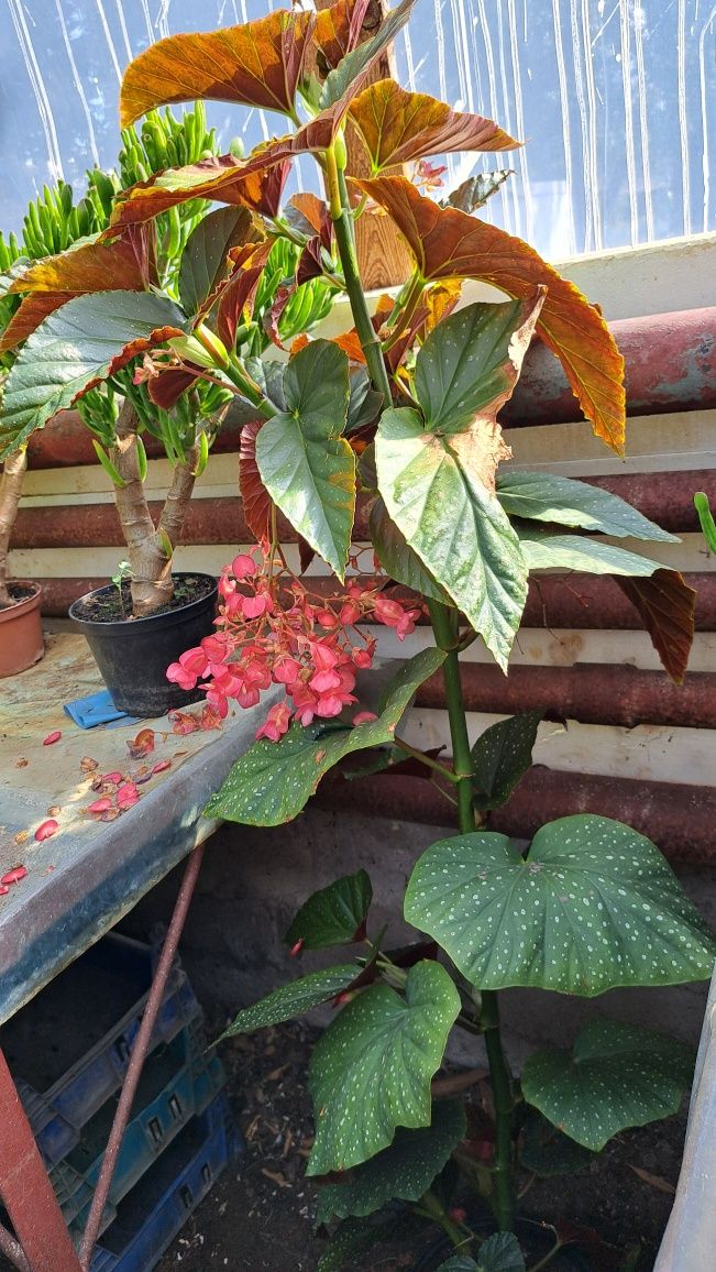 Begonia Maculata Duże Rośliny