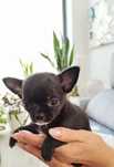 Chihuahua miniatura