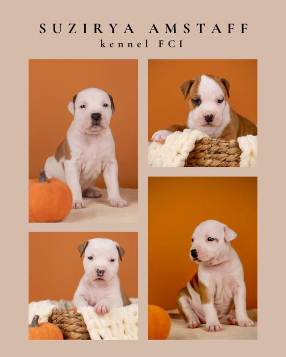 Обирайте найкращих в породі цуценят