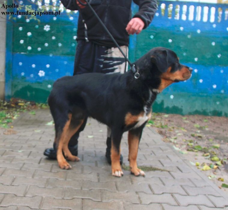 Apollo szuka domku