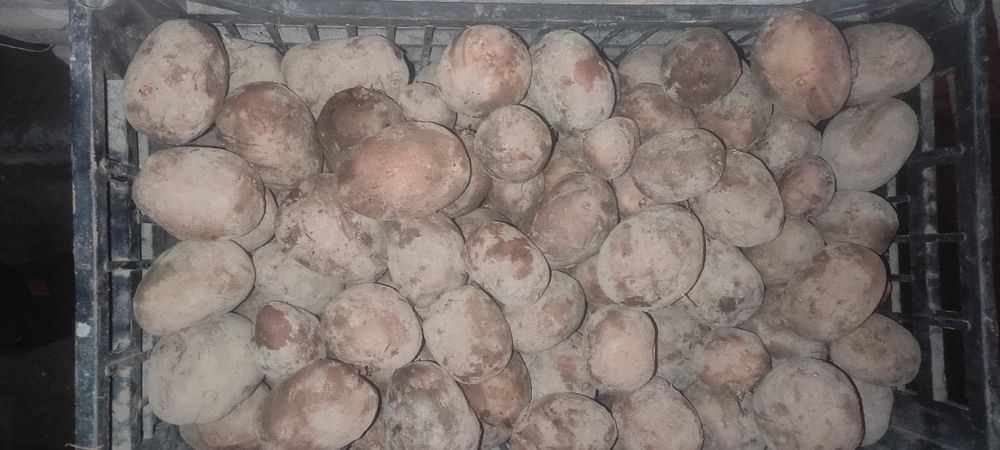 Ziemniaki bellarosa drobne