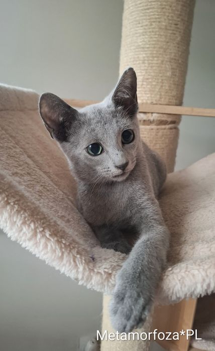 Kocurek rosyjski niebieski - gotowy do odbioru