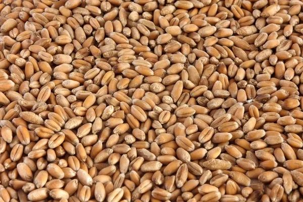 Продам пшеницю с доставкой по місту!!!