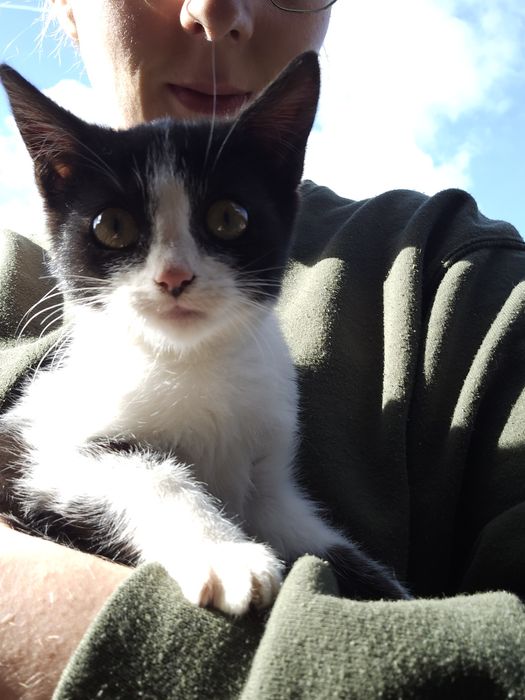 Oddam biało-czarną kotkę