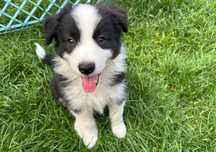 Border Collie  księżniczka  DNA badania genetyczne