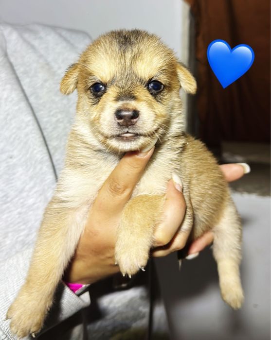 17 cães bebés para adoção responsável