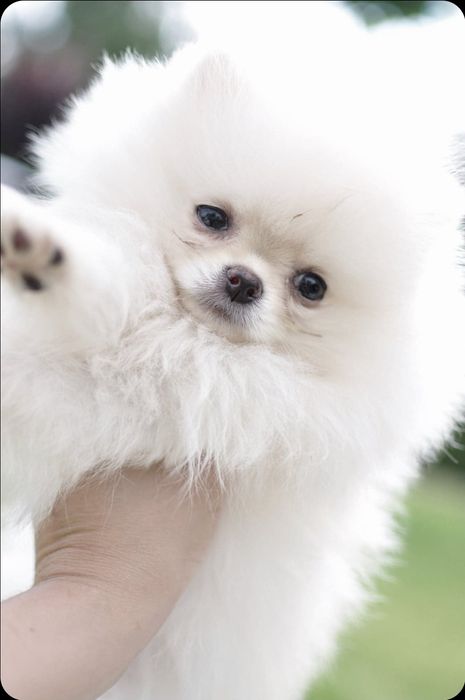 Pomeranian chłopak fci