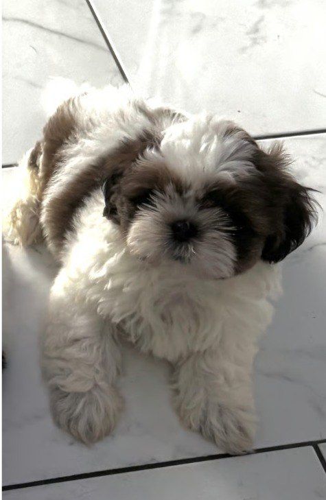 Urocze Shih Tzu gotowe do odbioru