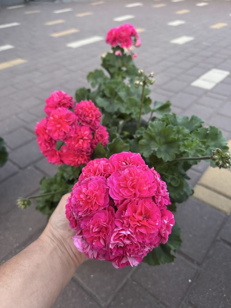 Пеларгония ЮГ Вино Любви