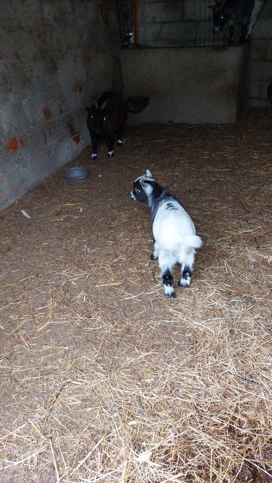 Tenho duas cabritas anãs castanhos pronta a mudar de dono.