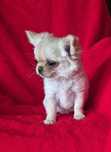 Suczka chihuahua długowłosa
