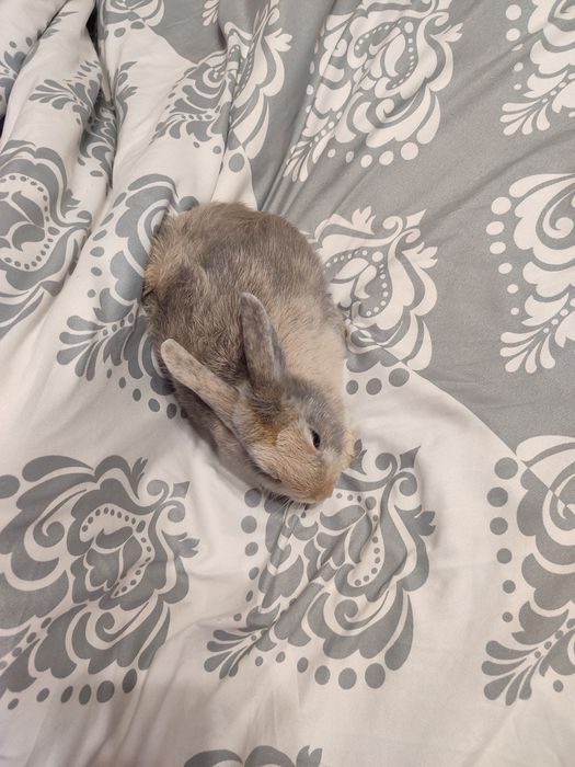 Króliczk miniaturka Teddy karzełek kolorowe umaszczenie