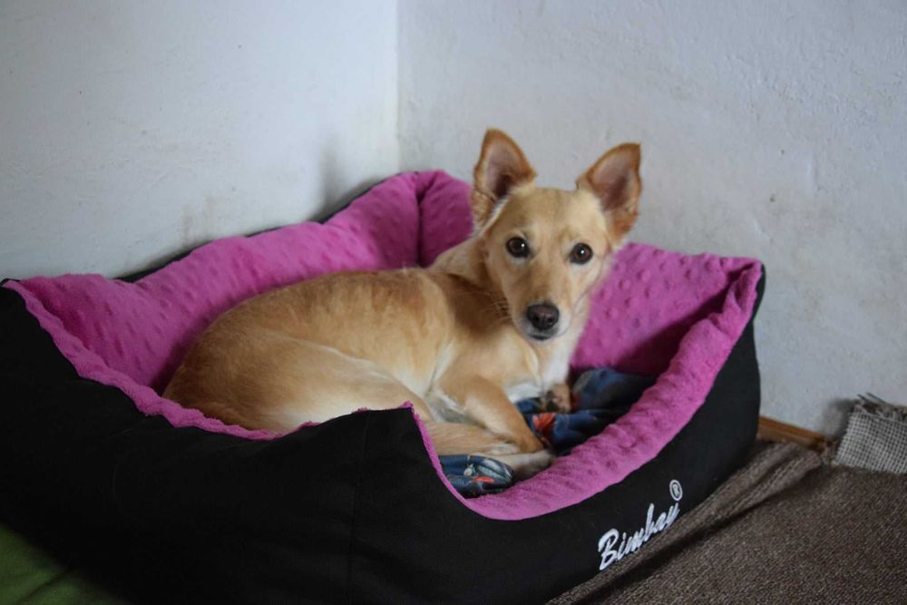 Cudna, przytulaśna, przekochana, wesoła sunia szuka domu