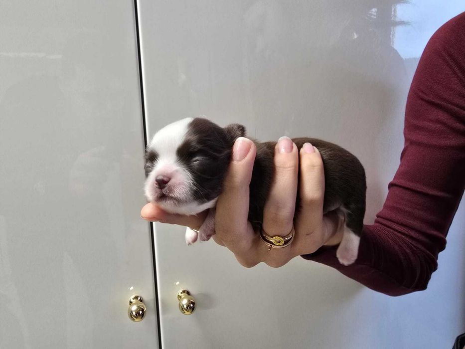 MINI Piesek Chihuahua Długowłosy Zkwp FCI czekolad-biały DO REZERWACJI