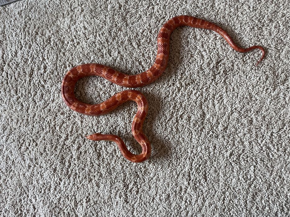 Wąż zbożowy z terrarium 120x40x40 pełne wyposażenie