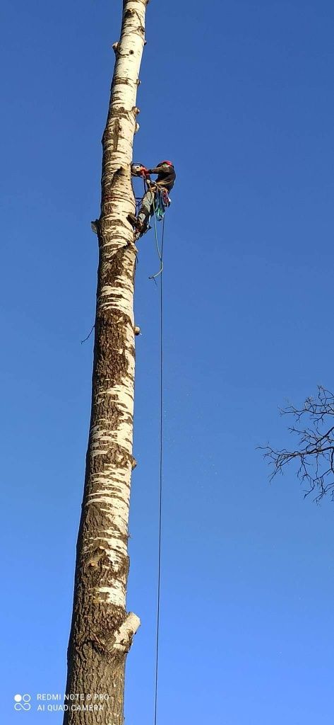 Wycinka drzew, przycinka, Arborysta, usługi rębakiem. Rębak