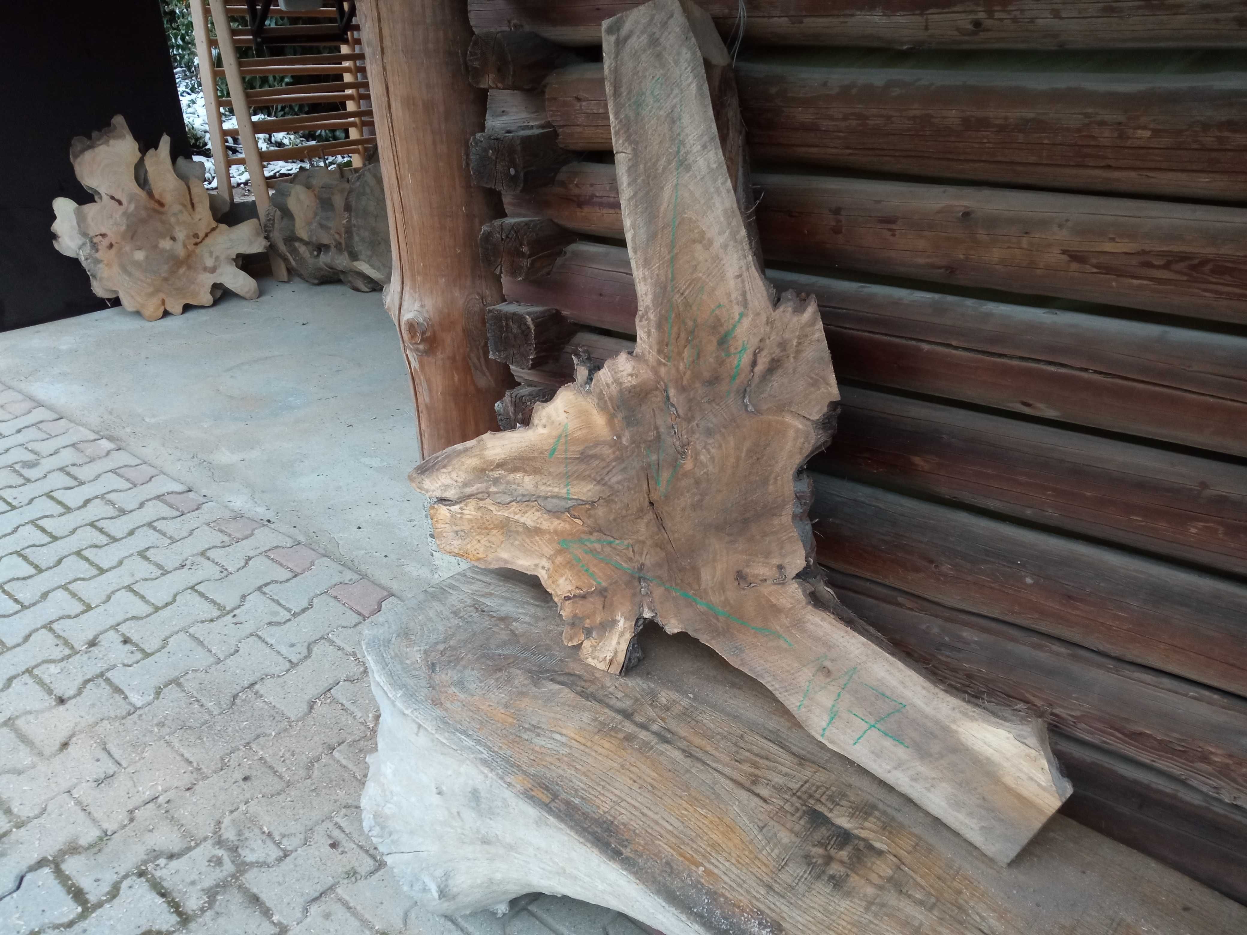 Duże plastry drewna 100cm lub więcej rozpiętości !!! Niesamowite okazy