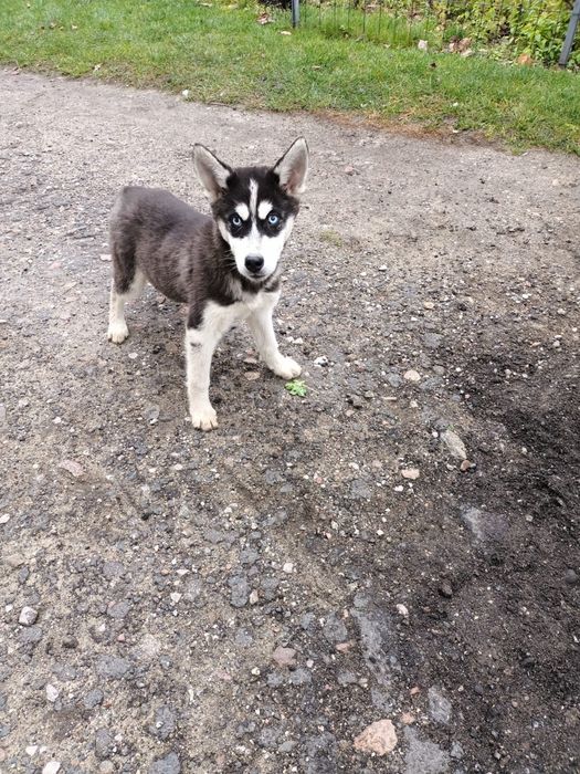 Syberian Husky - Piesek *