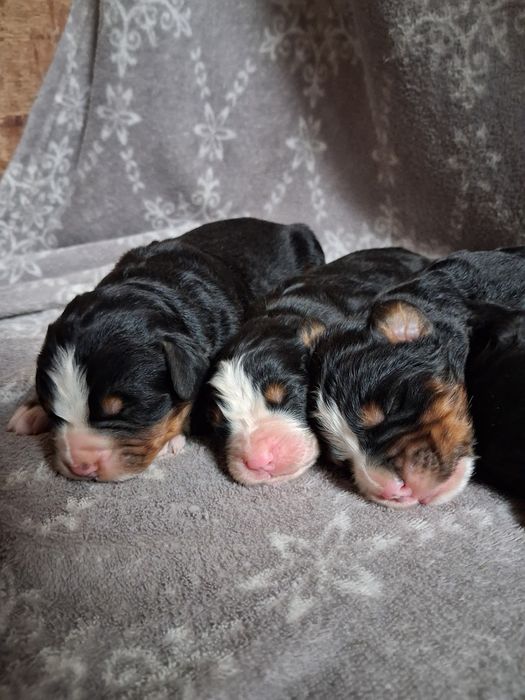 Berneńskich pies pasterski