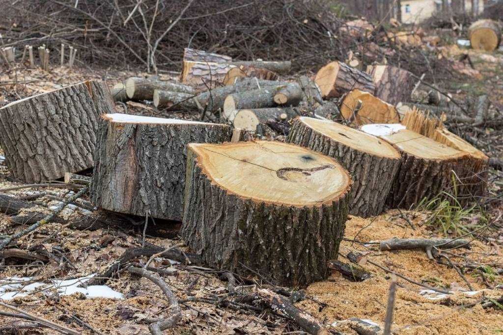 Услуги измельчителя веток древесины Спил деревьев Благоустройство