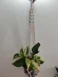 Suporte plantas macramé