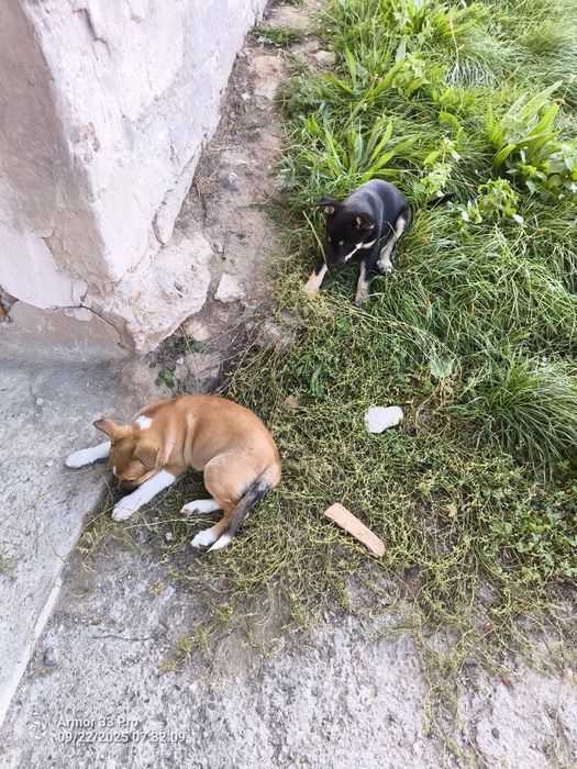 2 urocze suczki oddam za darmo